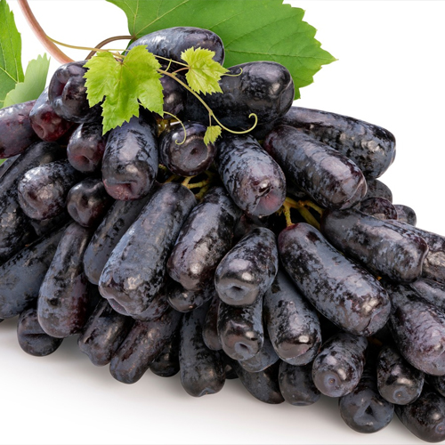 Black Grapes All Variety Wholesale Supplier in Maharashtra